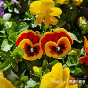 Viola flower multicolor earrings 3D print